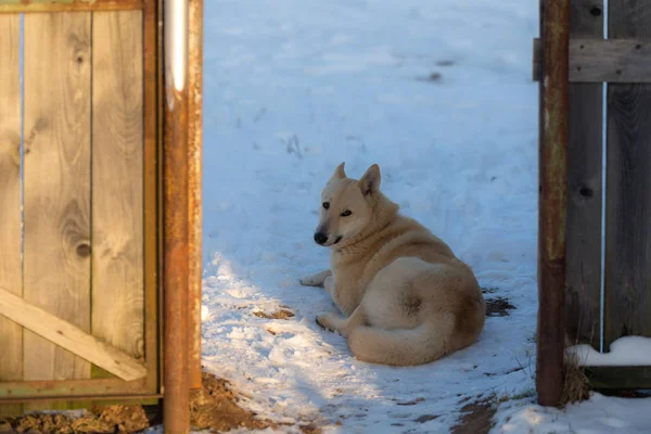 Husky Ligt Bij Poort Het Hek — Stockfoto