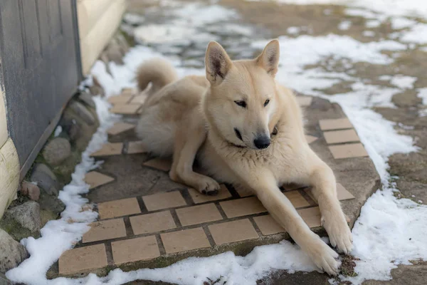 Husky Leży Drzwi Domu — Zdjęcie stockowe