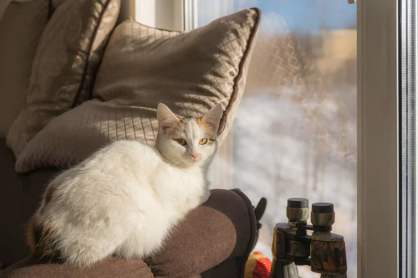窓のそばの家の猫の肖像画 — ストック写真