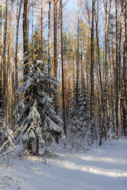 Kış ormanlarında karla kaplı güneşli bir arazi.