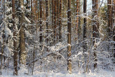 Kış ormanlarında karla kaplı güneşli bir arazi.