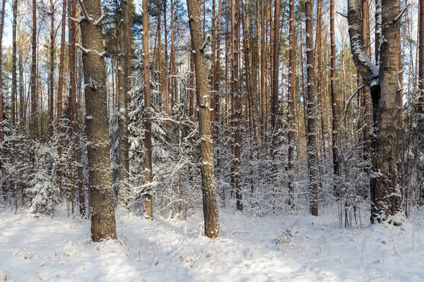 Slunečná Krajina Sněhem Zimním Lese — Stock fotografie