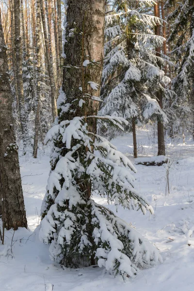 Сонячний Пейзаж Снігом Зимовому Лісі — стокове фото