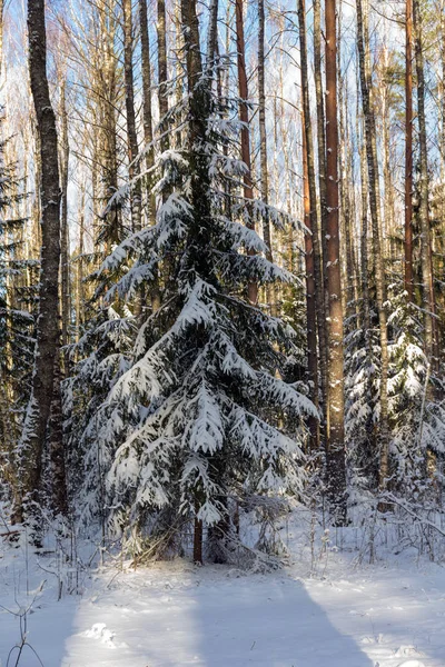 Sonnige Landschaft Mit Schnee Winterwald — Stockfoto