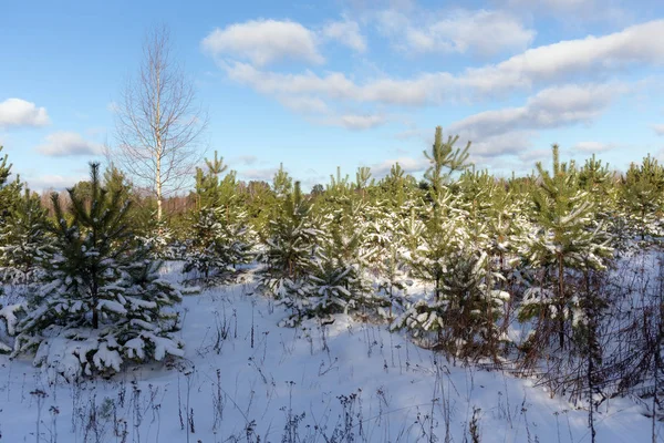 Young Pine Trees Winter Forest — Stock Photo, Image