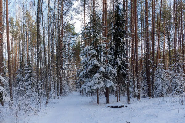 Sonnige Landschaft Mit Schnee Winterwald — Stockfoto