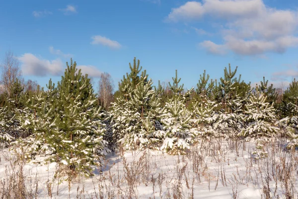 Jeunes Pins Dans Forêt Hiver — Photo