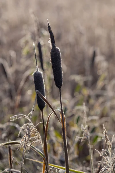 Pflanzen Auf Einem Sumpf Raureif Nach Dem Herbstfrost — Stockfoto
