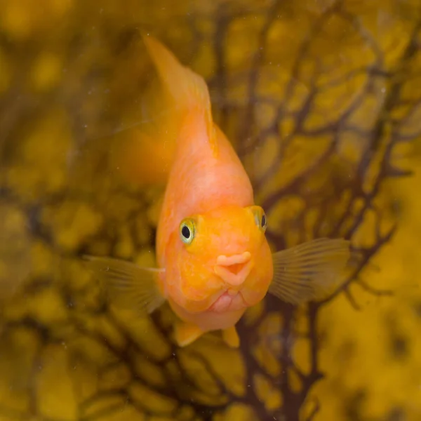 Czerwona Ryba Papuga Akwarium Woda Zbliżenie — Zdjęcie stockowe