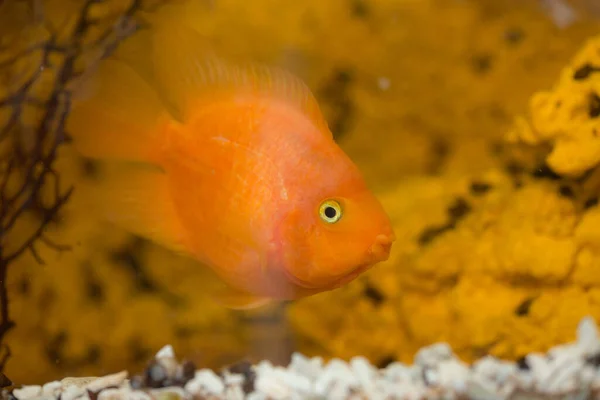 水族館の近くの赤い魚のオウム — ストック写真