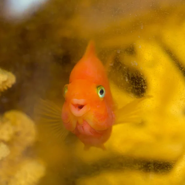 水族館の近くの赤い魚のオウム — ストック写真