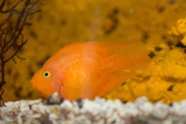 Czerwona Ryba Papuga Akwarium Woda Zbliżenie — Zdjęcie stockowe