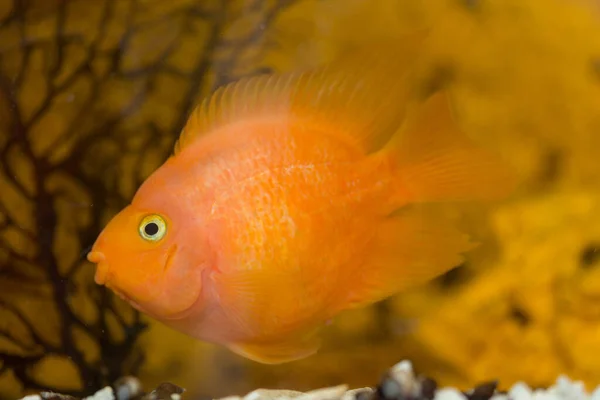 水族館の近くの赤い魚のオウム — ストック写真