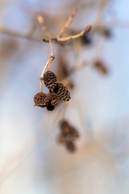 Tomurcukları ve konileri olan alder bahar dalı