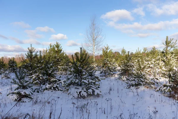 Young Pine Trees Winter Forest — Stock Photo, Image