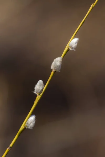 Weidenzweig Mit Knospen Vordergrund — Stockfoto