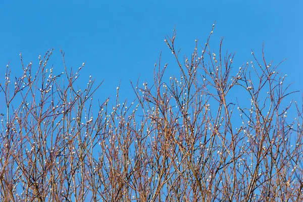 Ramas Sauce Con Brotes Sobre Fondo Cielo Azul — Foto de Stock