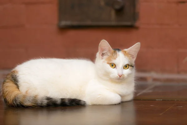 Gato Con Ojos Amarillos Yace Suelo — Foto de Stock