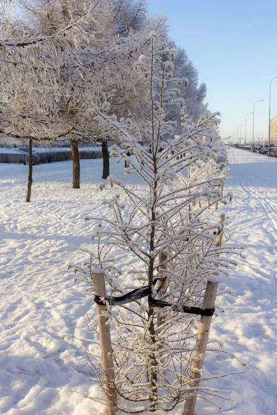 Soğuk Bir Kış Gününde Ağaçların Donduğu Bir Yer — Stok fotoğraf