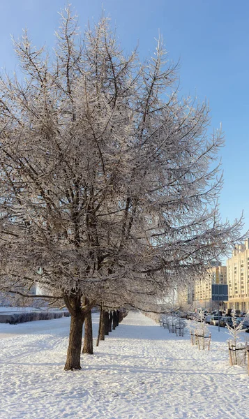 Paysage Avec Des Arbres Dans Givre Par Une Journée Froide — Photo