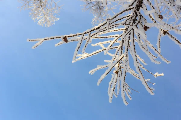 Ramas Alerce Escarcha Sobre Fondo Cielo Azul —  Fotos de Stock