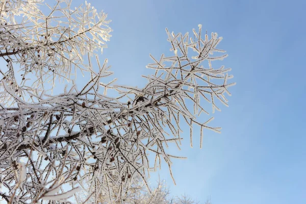 Modřínové Větve Chraptivém Mrazu Pozadí Modré Oblohy — Stock fotografie