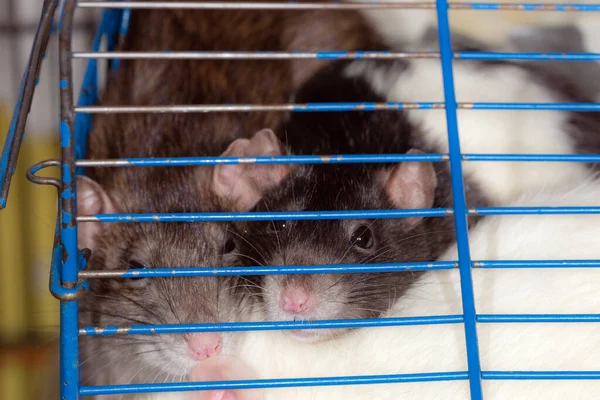 Rats Domestiques Dans Une Cage Close — Photo