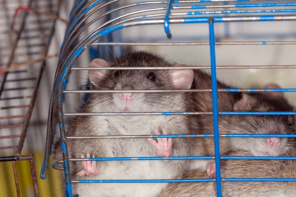 Brązowe Domowe Szczury Klatce Zbliżenie — Zdjęcie stockowe