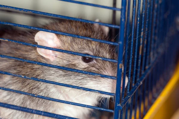 Brązowy Szczur Domowy Klatce Zbliżenie — Zdjęcie stockowe