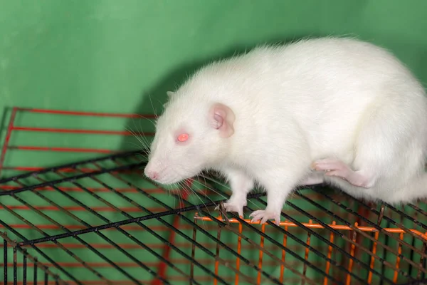 Close Retrato Rato Doméstico Branco Uma Gaiola — Fotografia de Stock