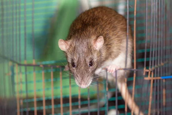 Closeup Portrait Brown Domestic Rat Cage — Stock Photo, Image