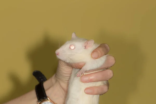 Ratto Domestico Bianco Mano Vicino — Foto Stock