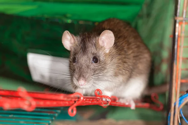 Portrait Rapproché Rat Domestique Brun Dans Une Cage — Photo