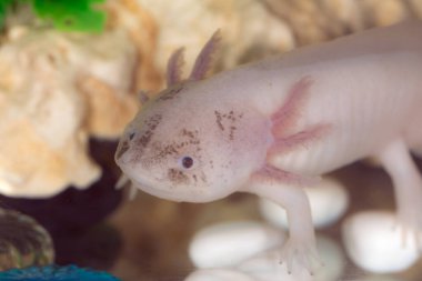 Akvaryum suyundaki axolotl kapağı kapat.