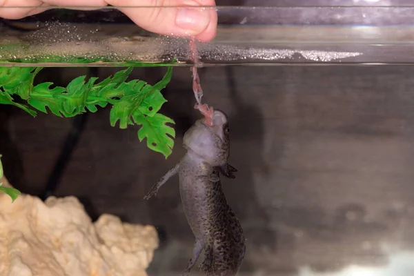 Alimentación Axolotl Negro Con Carne Acuario — Foto de Stock