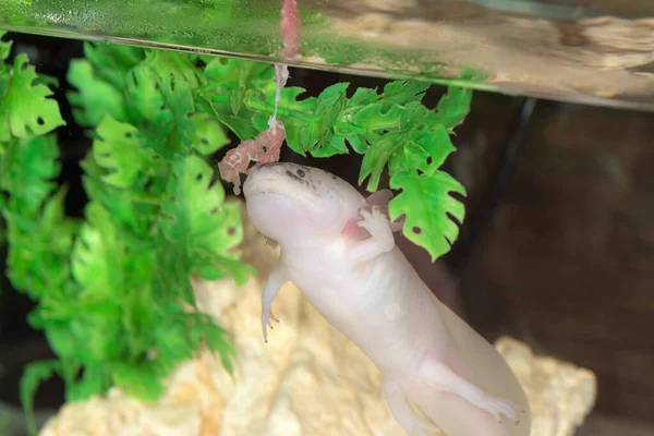 Rosa Axolotl Äter Kött Ett Akvarium — Stockfoto