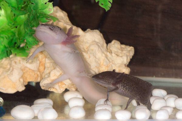 two axolotls in an aquarium water close up