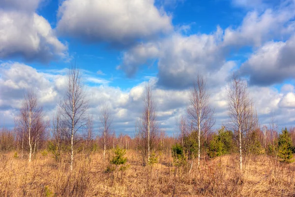 Landschaft Mit Wald Und Wolken Frühling — Stockfoto