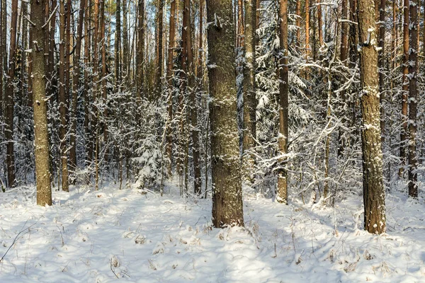 Paesaggio Soleggiato Con Neve Nella Foresta Invernale — Foto Stock