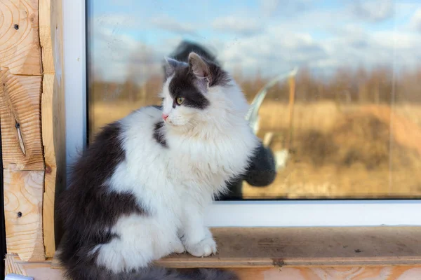 Porträtt Katt Vid Fönstret Ett Trähus — Stockfoto
