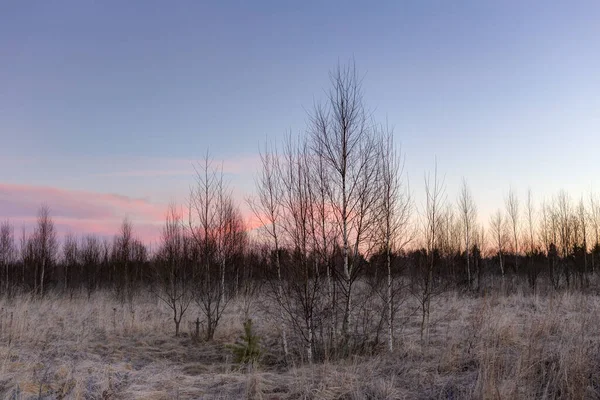 早春の森の端の冷たい夜明け — ストック写真