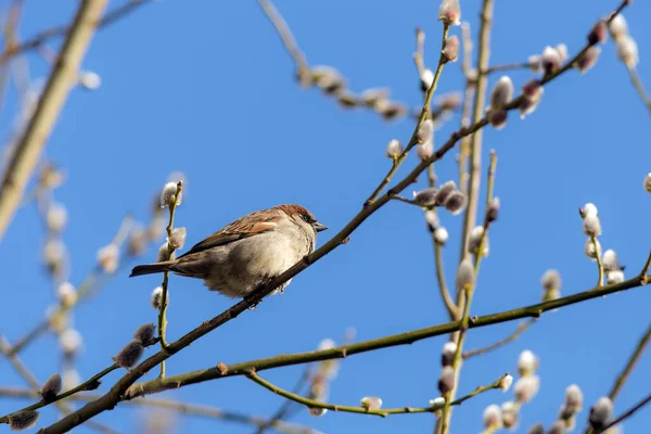 Mus Wilgentak Met Knoppen Het Voorjaar — Stockfoto