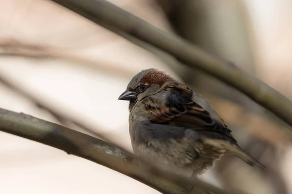 Closeup Portrait Sparrow Branch — Stock Photo, Image