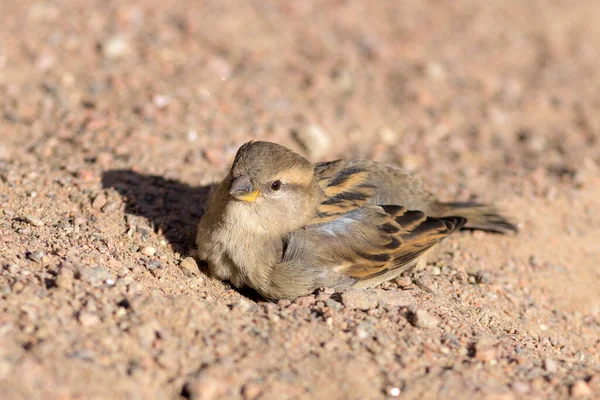 Portrait Sparrow Sand Sunny Spring Day — Stock Photo, Image