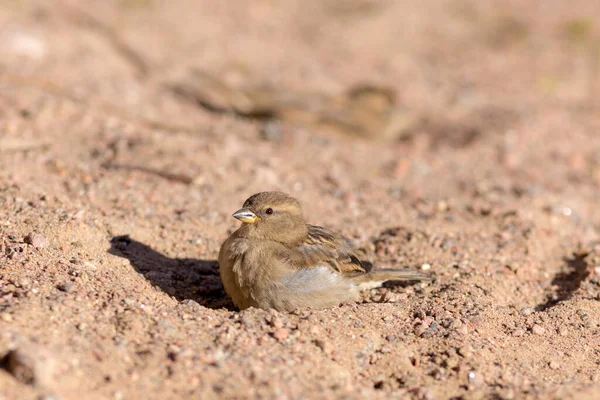 Moineau Assis Dans Une Fosse Sable Par Une Journée Printemps — Photo