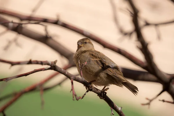 Sparrow Sitting Branch Spring Day — Stock Photo, Image