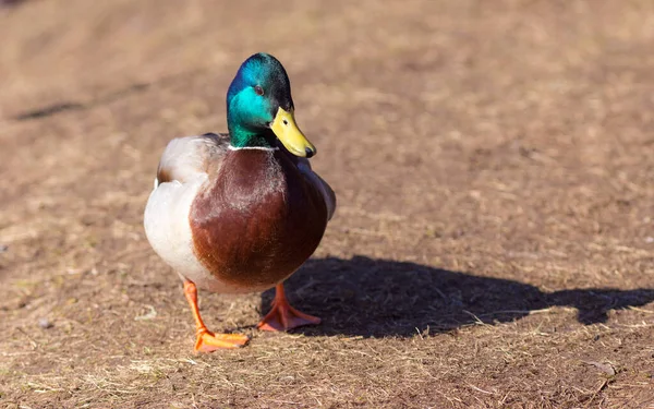 Porträt Einer Ente Einem Sonnigen Frühlingstag — Stockfoto