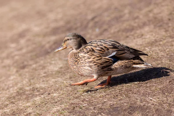 Ritratto Anatra Una Soleggiata Giornata Primaverile — Foto Stock