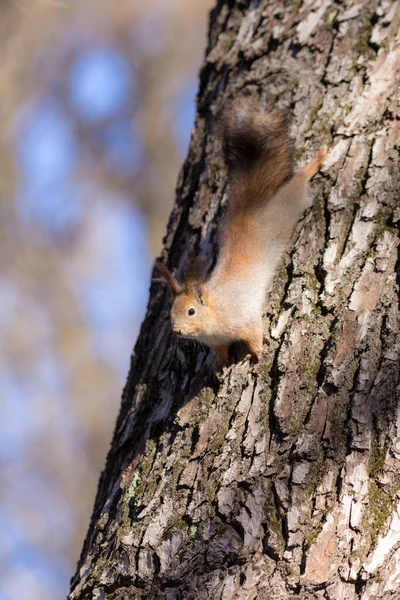 Porträt Eines Neugierigen Eichhörnchens Auf Einem Baumstamm — Stockfoto
