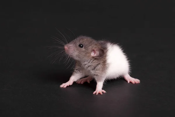 Close Studio Portret Van Een Binnenlandse Baby Rat — Stockfoto